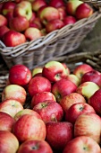 Freshly harvested apples in baskets