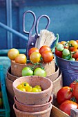 Various types of freshly picked tomatoes