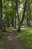 Orellen, Lettland, Park, Bäume