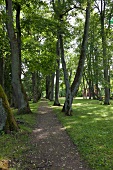 Orellen, Lettland, Park, Bäume