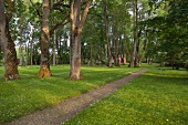 Orellen, Lettland, Park, Bäume