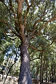 Portugal, Algarve, 200 Jahre alter Korkbaum am Caminho do Convento