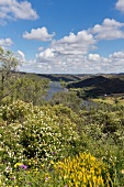 Portugal, Algarve, Blüte am Via Algarviana