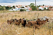 Portugal, Algarve, Ziegen, Afonso Vicente