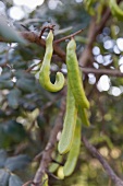 Portugal, Algarve, Johannisbrotbaum, Frucht