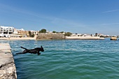 Portugal, Algarve, Wasserhund springt ins Wasser