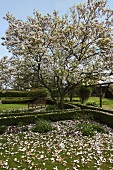 A flowering magnolia tree in a garden