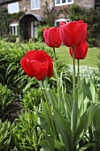 Blühende Tulpen in dem Garten vor einem englischen Landhaus