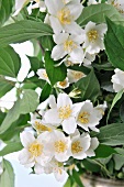 Jasmine flowers (close-up)