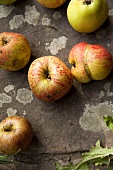 Mehrere Bio-Äpfel auf Steinplatte