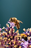 A bee on a lavender flower