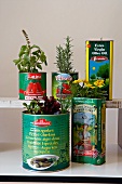 Fresh herbs planted in tins