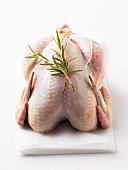 Whole Raw Chicken with Rosemary Sprigs