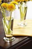 Dandelions in Glasses on a Table