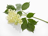 Elderflowers on a white surface