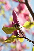 An iolanthe magnolia