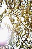 Stern-Magnolie (Magnolia stellata 'Keiskei')