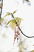Eschen-Ahorn (Acer negundo aureomarginatum)