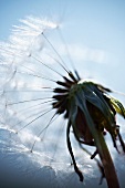 Gewöhnlicher Löwenzahn (Taraxacum officinale)