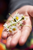 Daisies in the palm of a child's hand