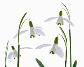 Snow drops (Galanthus nivalis)