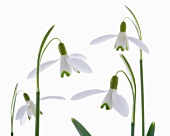 Schneeglöckchen (Galanthus nivalis)