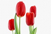 Vier rote Tulpen vor weißem Hintergrund