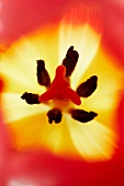 Blick von oben in Kelch einer Tulpenblüte