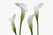 Four white calla lilies in front of a white background
