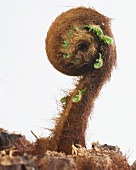 Baumfarm (Dicksonia antarctica) sprießt und entrollt die Blätter