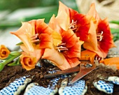 Gladiolenblüten der Sorte Gladiolus Anique & Gartenwerkzeug