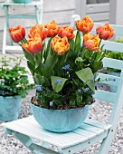Orange tulips and forget-me-nots in a plant pot