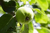 A green apple on the tree