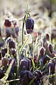 Schachbrettblumen (Fritillaria Meleagris) im Morgenlicht