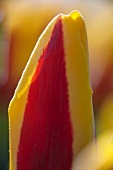 Rot-gelbe Tulpenblüte (Tulipa Goudstuk)