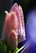 Rosafarbene Tulpenblüten (Tulipa Toronto) mit Tautropfen