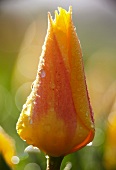 Gelbe Tulpenblüte (Tulipa Chopin) mit Tautropfen