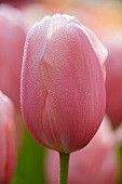 Rosafarbene Tulpenblüte (Tulipa Menton) mit Tautropfen