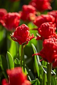 Tulpenbeet mit roten Tulpen (Tulipa Holland Baby)