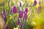 Lilafarbene Tulpen & Narzissen im Morgenlicht