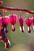 Red bleeding heart (Dicentra)