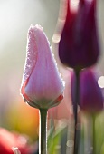 Tulpen im Sonnenlicht