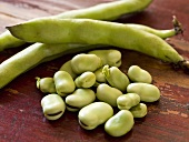 Fava Beans and Pods