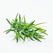 Tarragon (Artemisia Dracunculus)