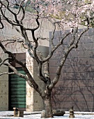Kirschbaum mit rosa Blüten im Innenhof mit zeitgenössischer Architektur