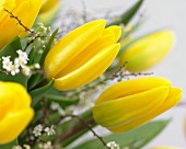 Yellow tulips (Tulipa Strong Gold)