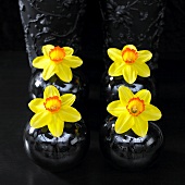 Four daffodils in black vases