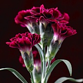 Dark red carnations