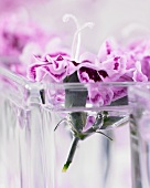 Two tone carnations (Dianthus Odessa) in a glass vase