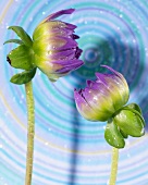 Zwei lilafarbene Dahlienknopsen (Aufsicht)